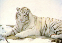 White Tiger.jpg (244937 bytes)